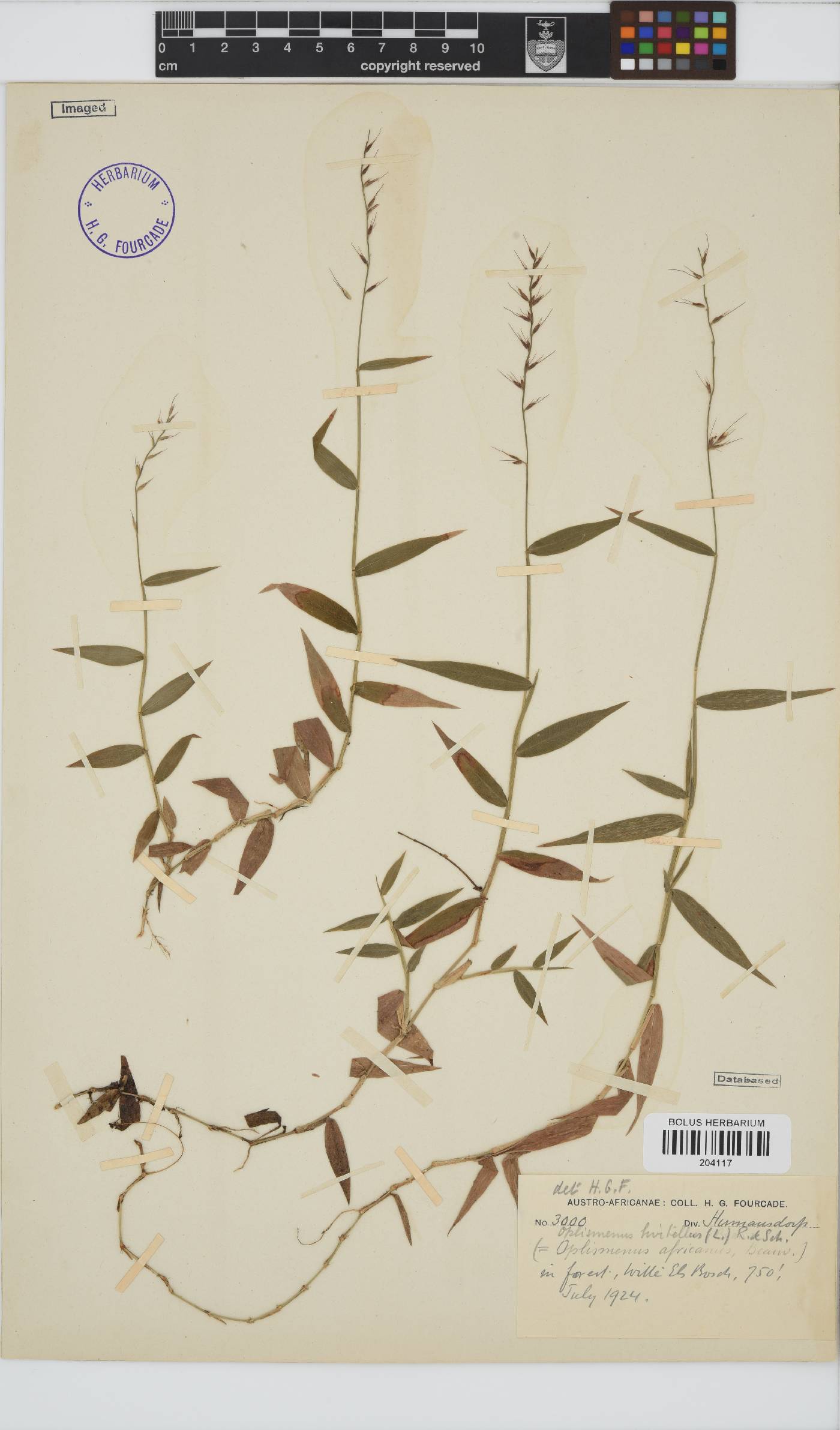 Oplismenus burmannii image