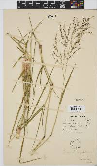 Panicum subalbidum image