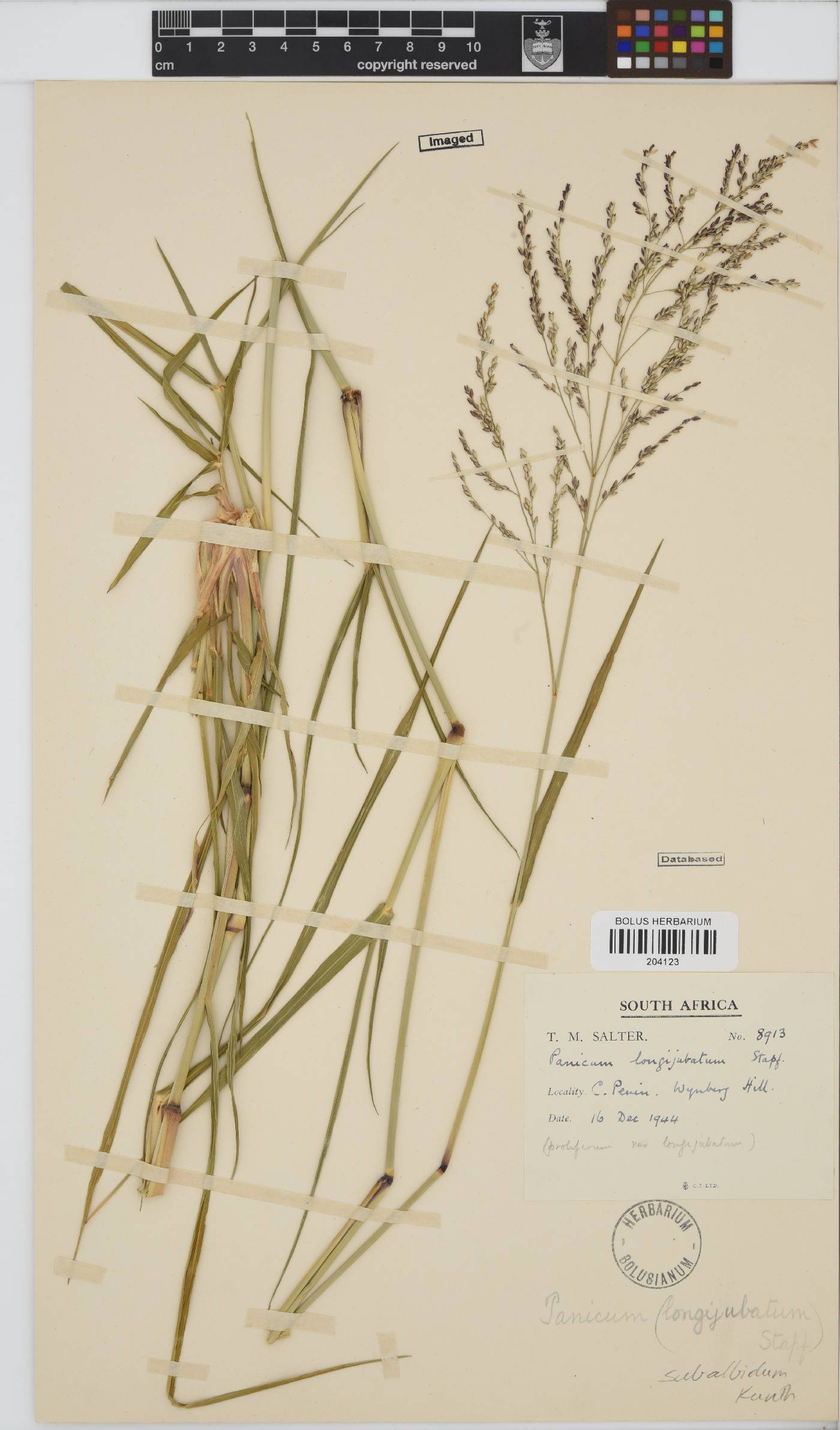 Panicum image