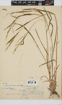 Panicum subalbidum image