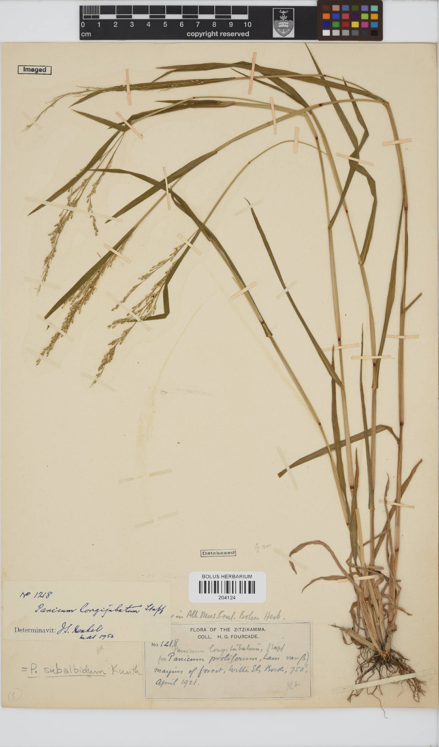 Panicum subalbidum image