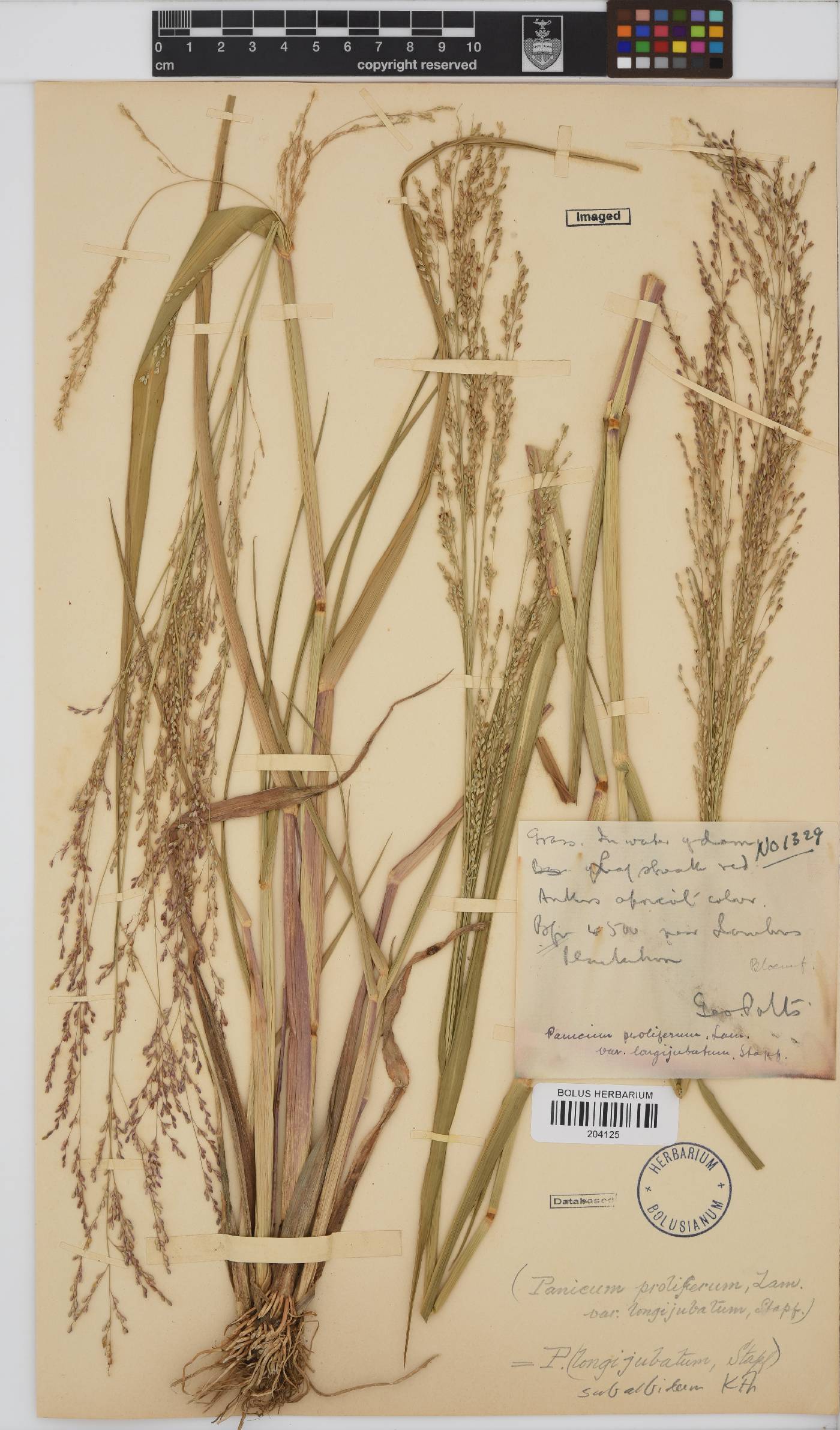 Panicum subalbidum image