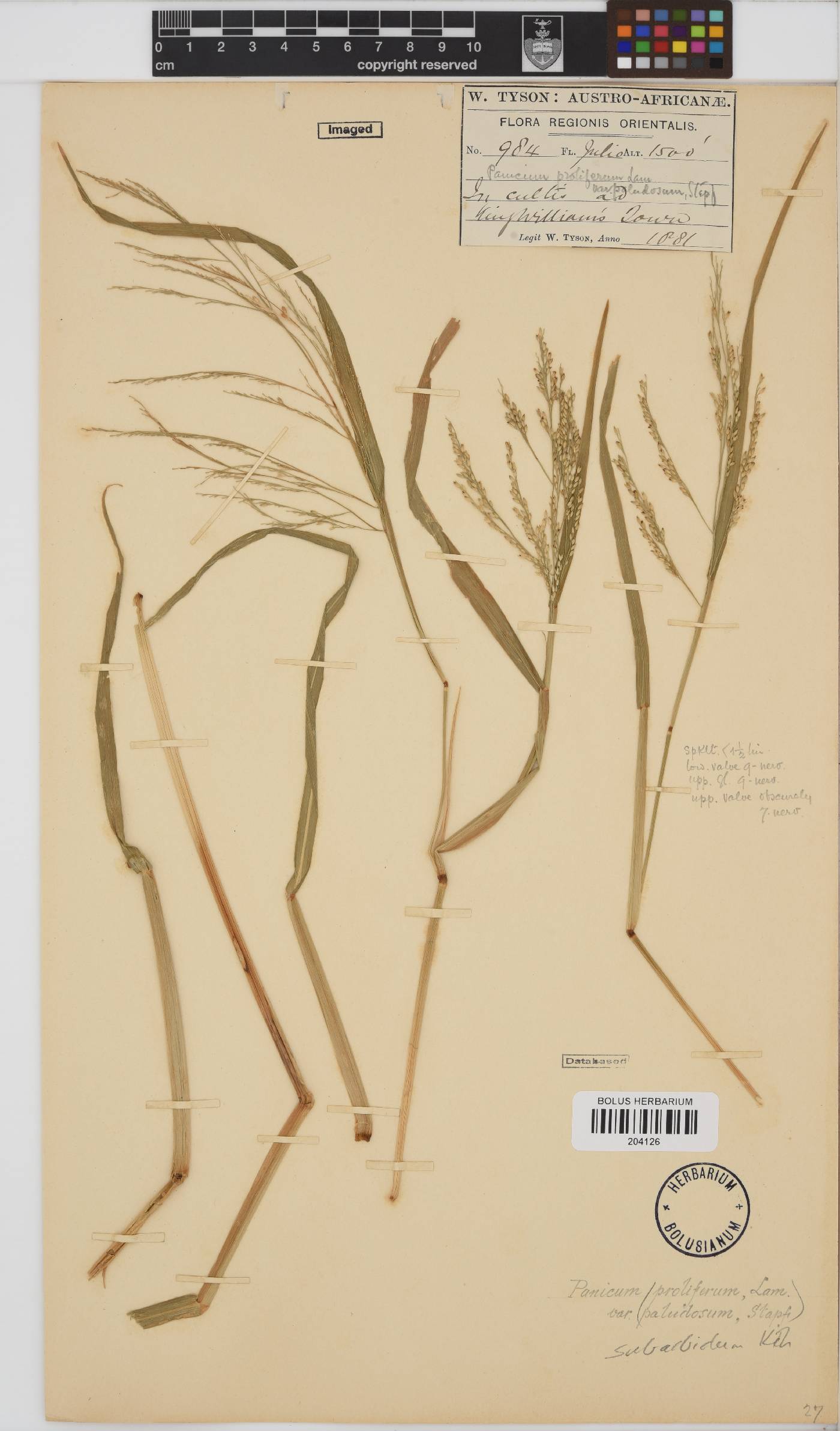 Panicum subalbidum image