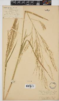 Panicum subalbidum image