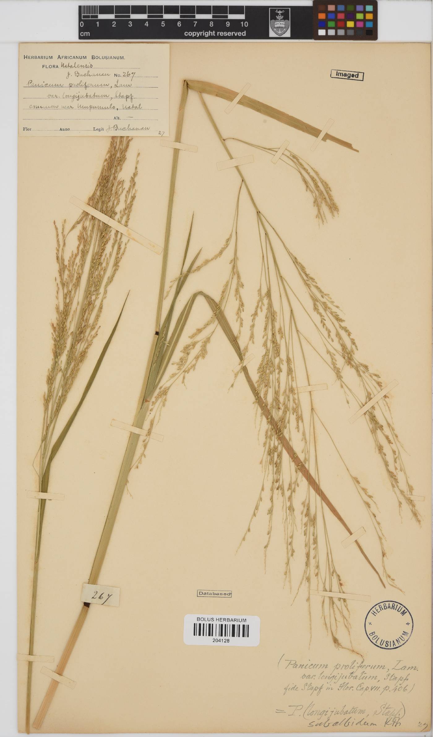 Panicum subalbidum image