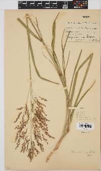 Panicum subalbidum image