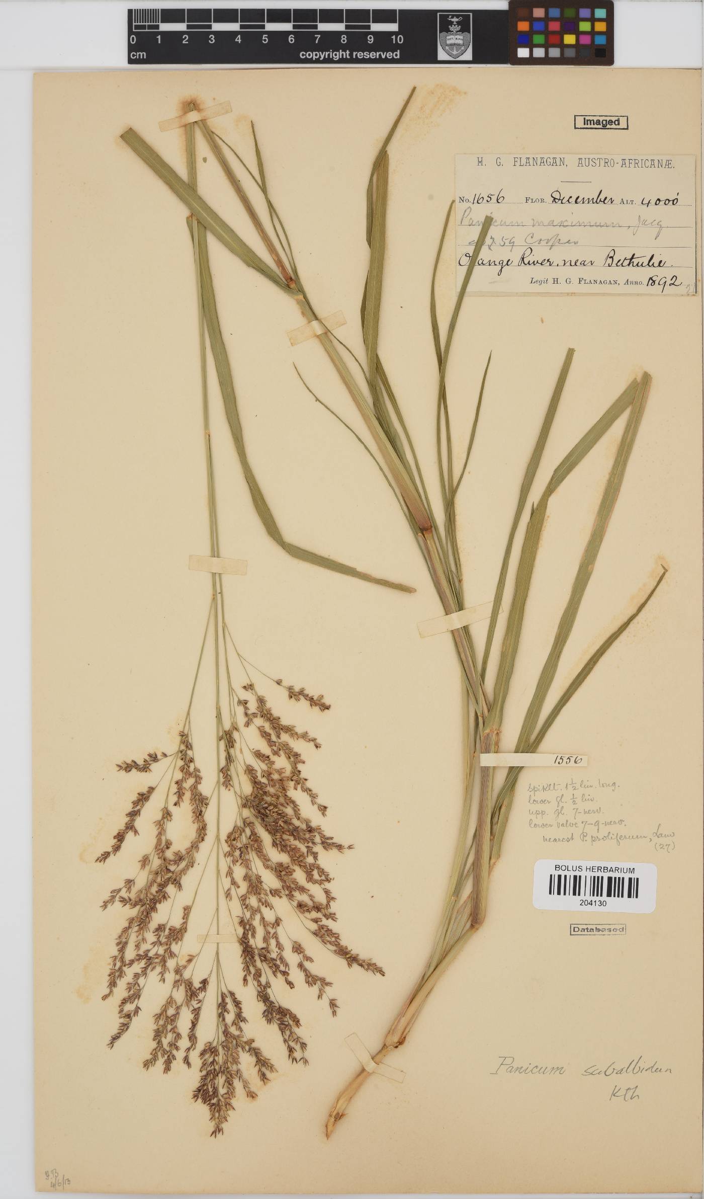 Panicum subalbidum image