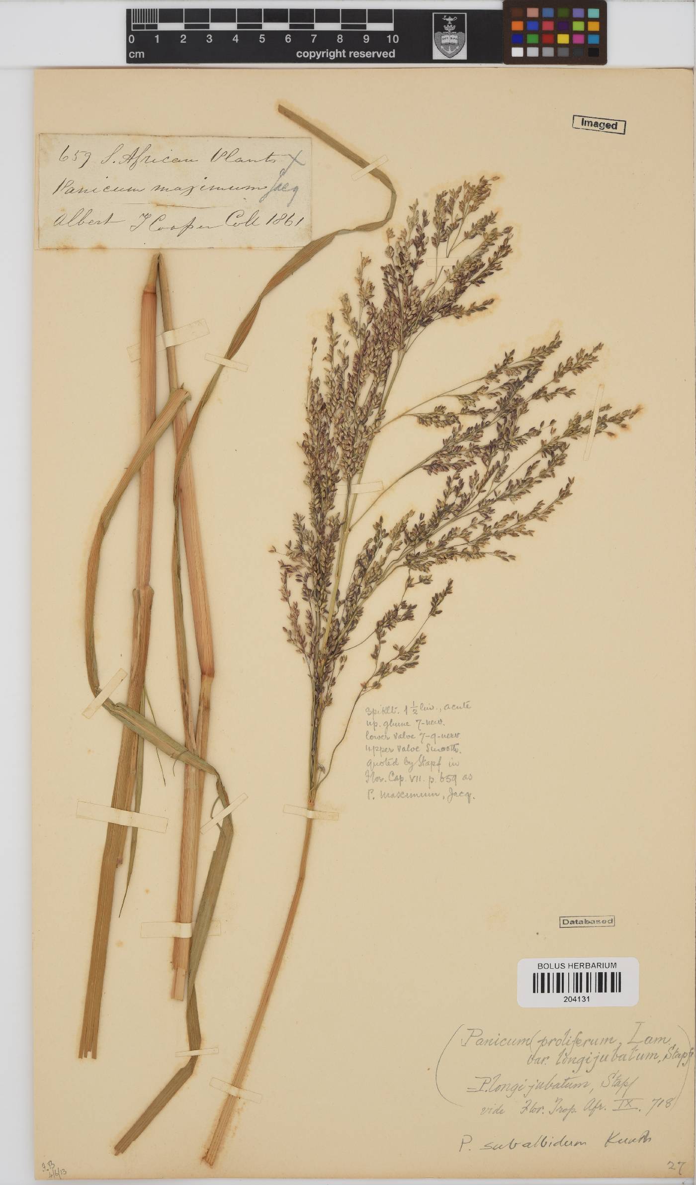 Panicum subalbidum image