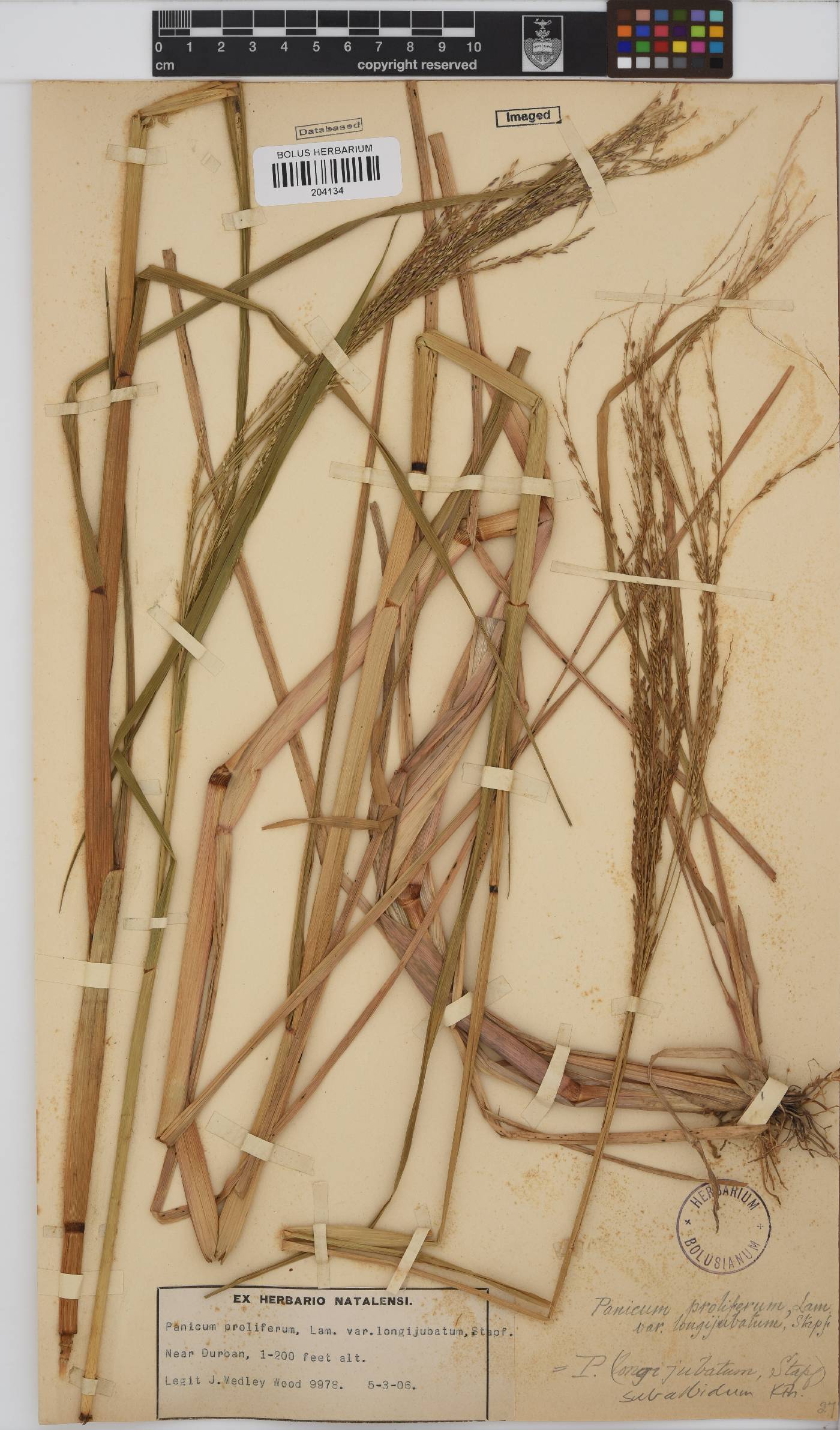 Panicum subalbidum image