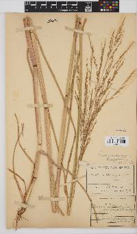 Panicum subalbidum image