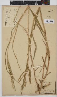 Panicum subalbidum image