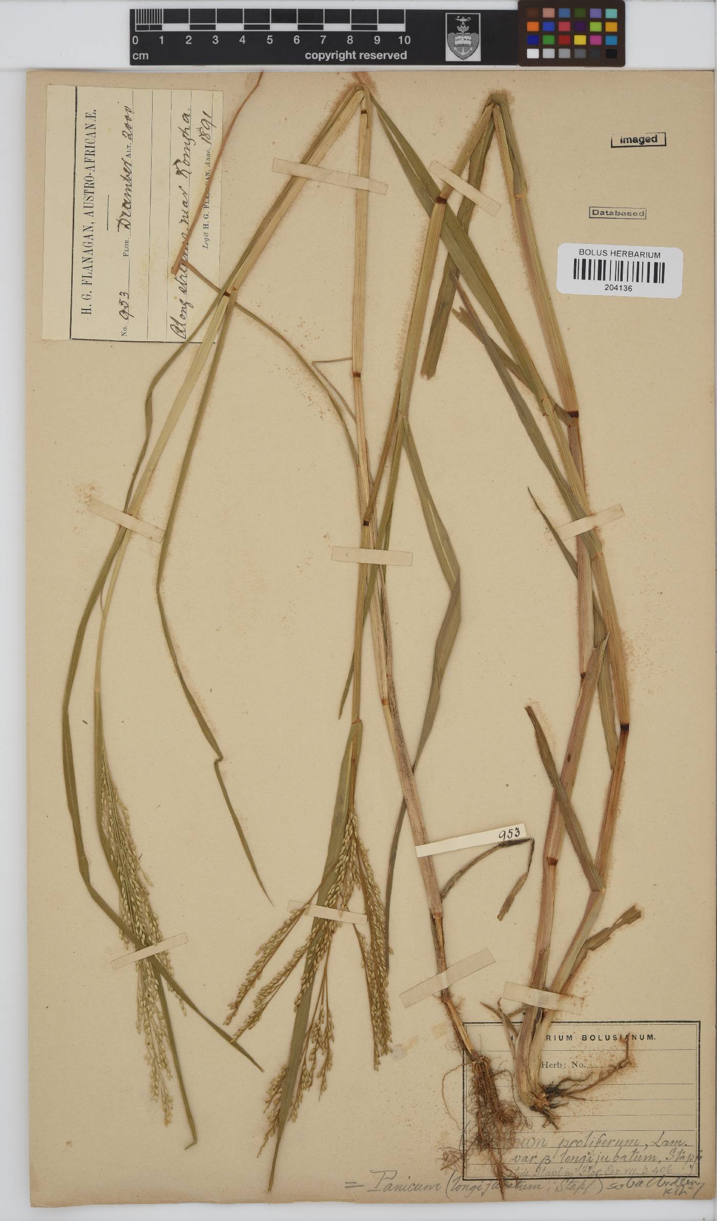 Panicum subalbidum image