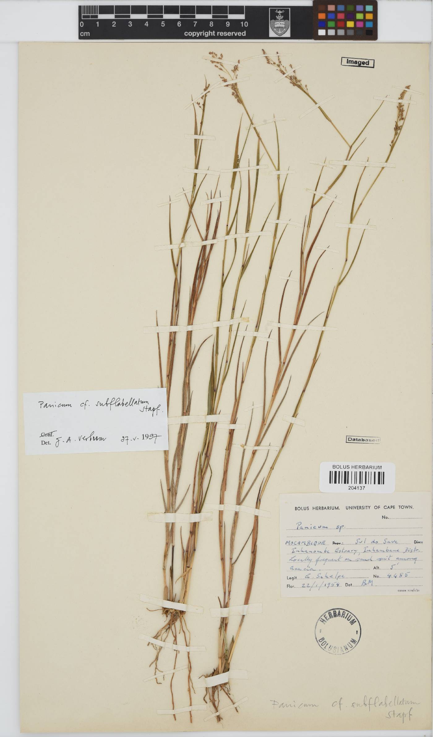 Panicum subflabellatum image