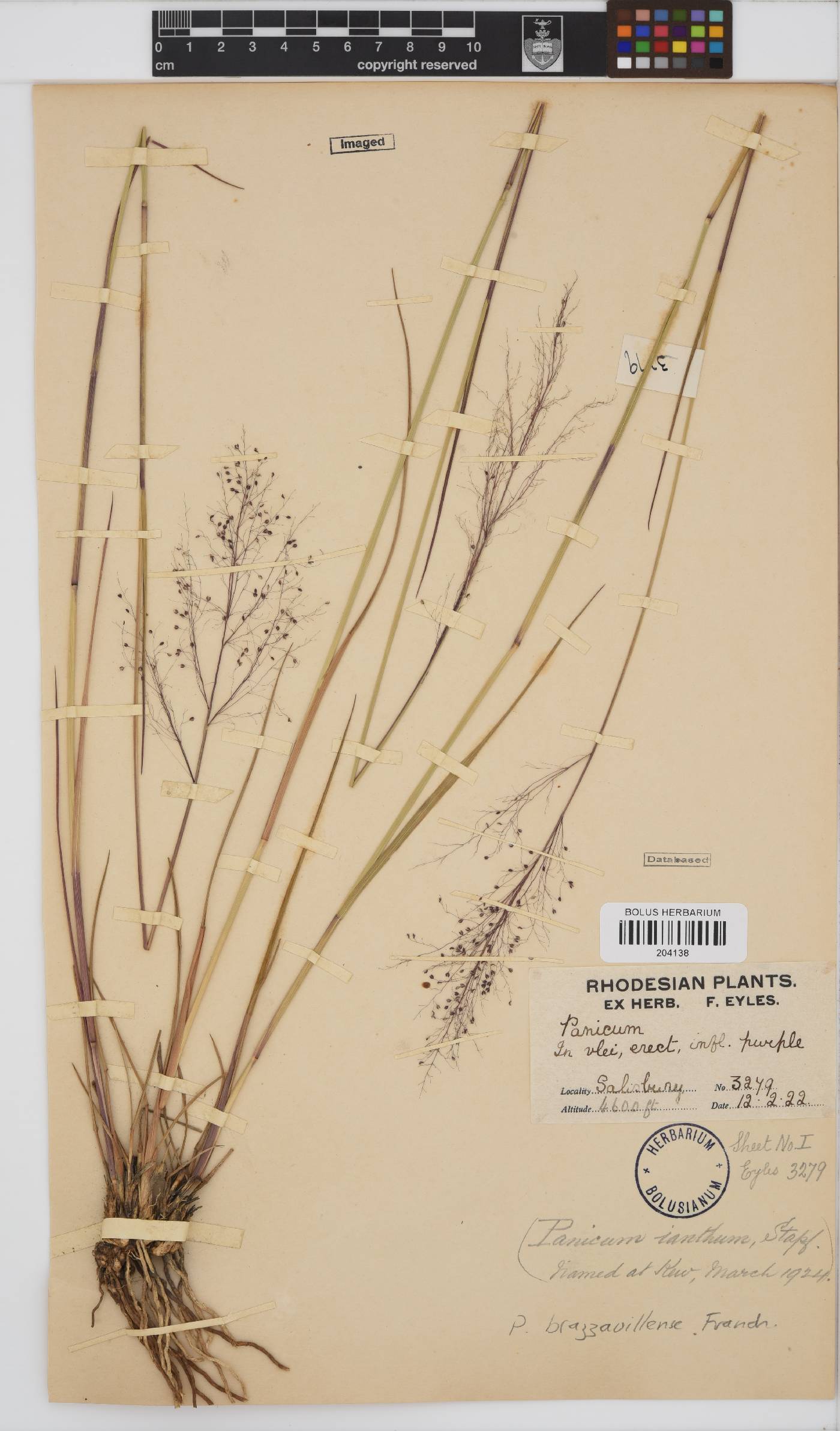 Trichanthecium brazzavillense image