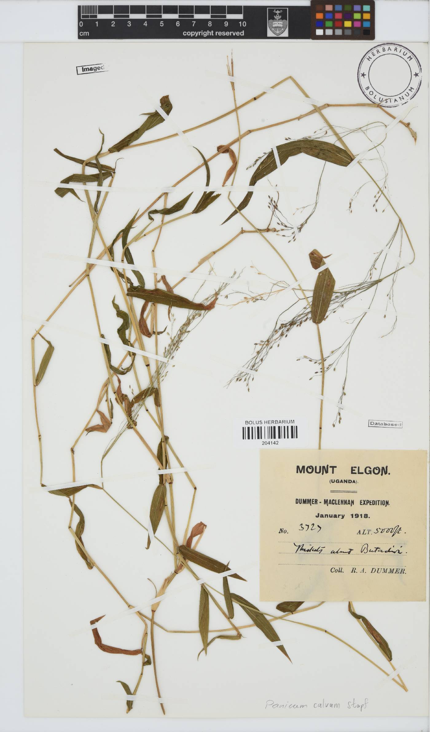 Panicum calvum image