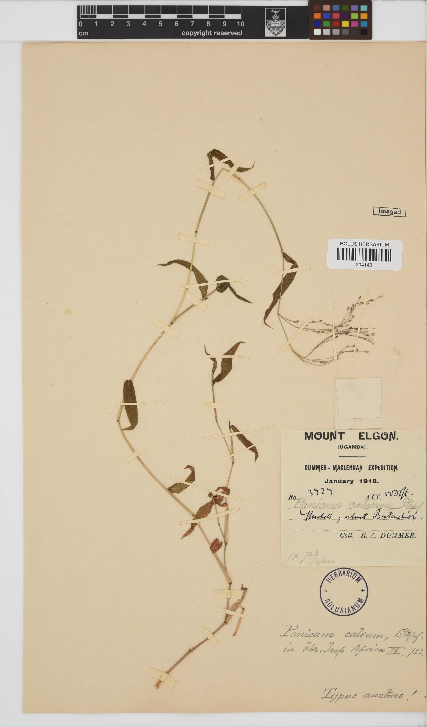 Panicum calvum image