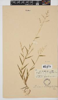 Image of Urochloa villosa