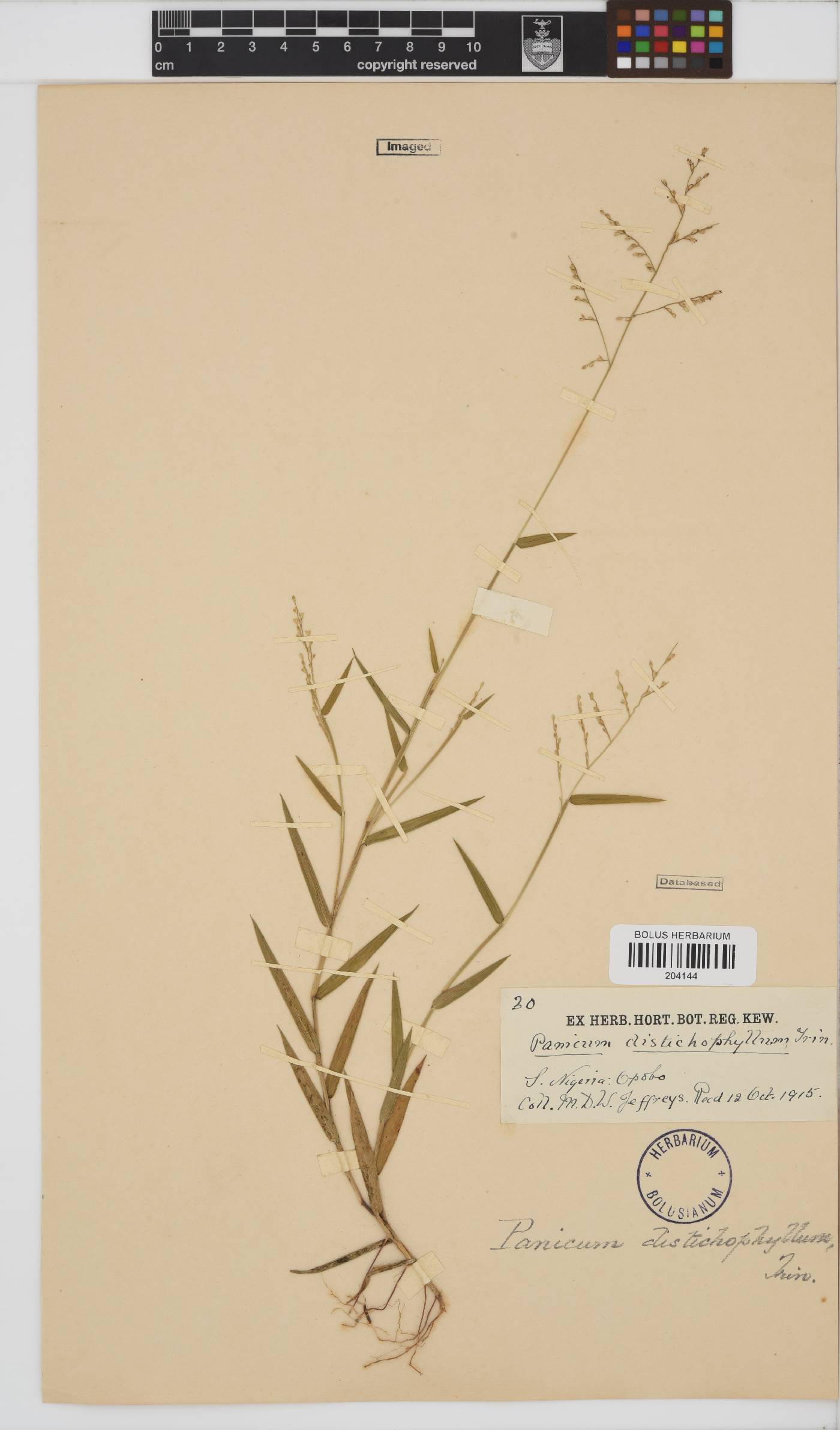 Urochloa villosa image