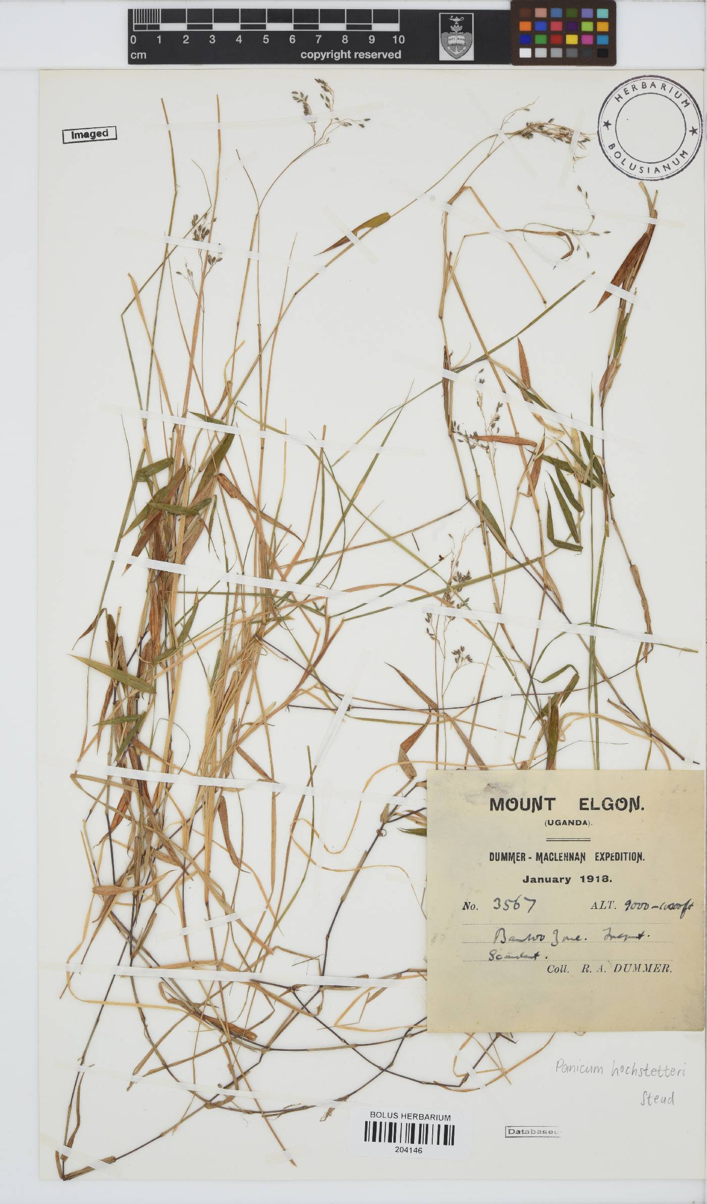 Panicum hochstetteri image