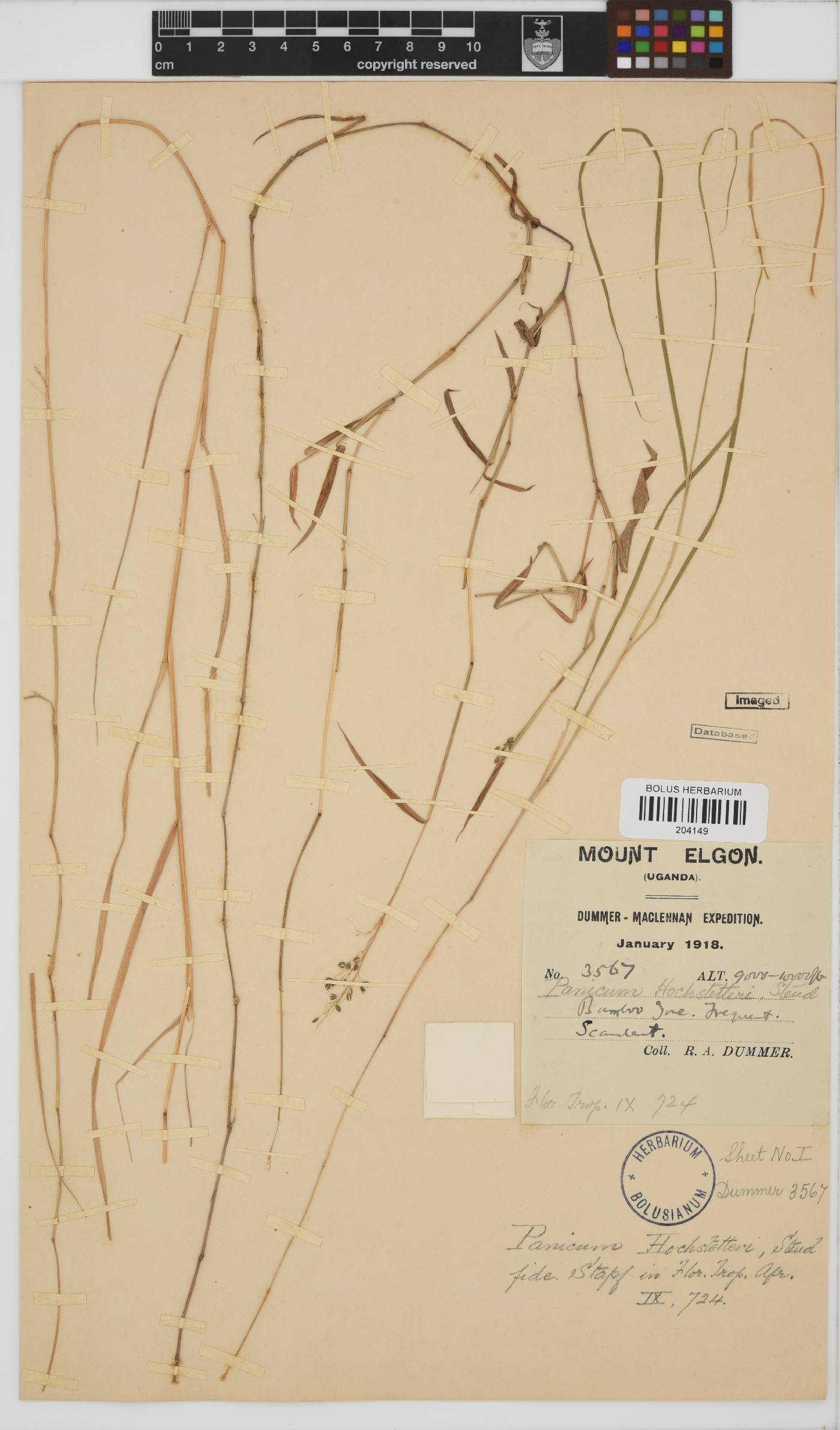 Panicum hochstetteri image