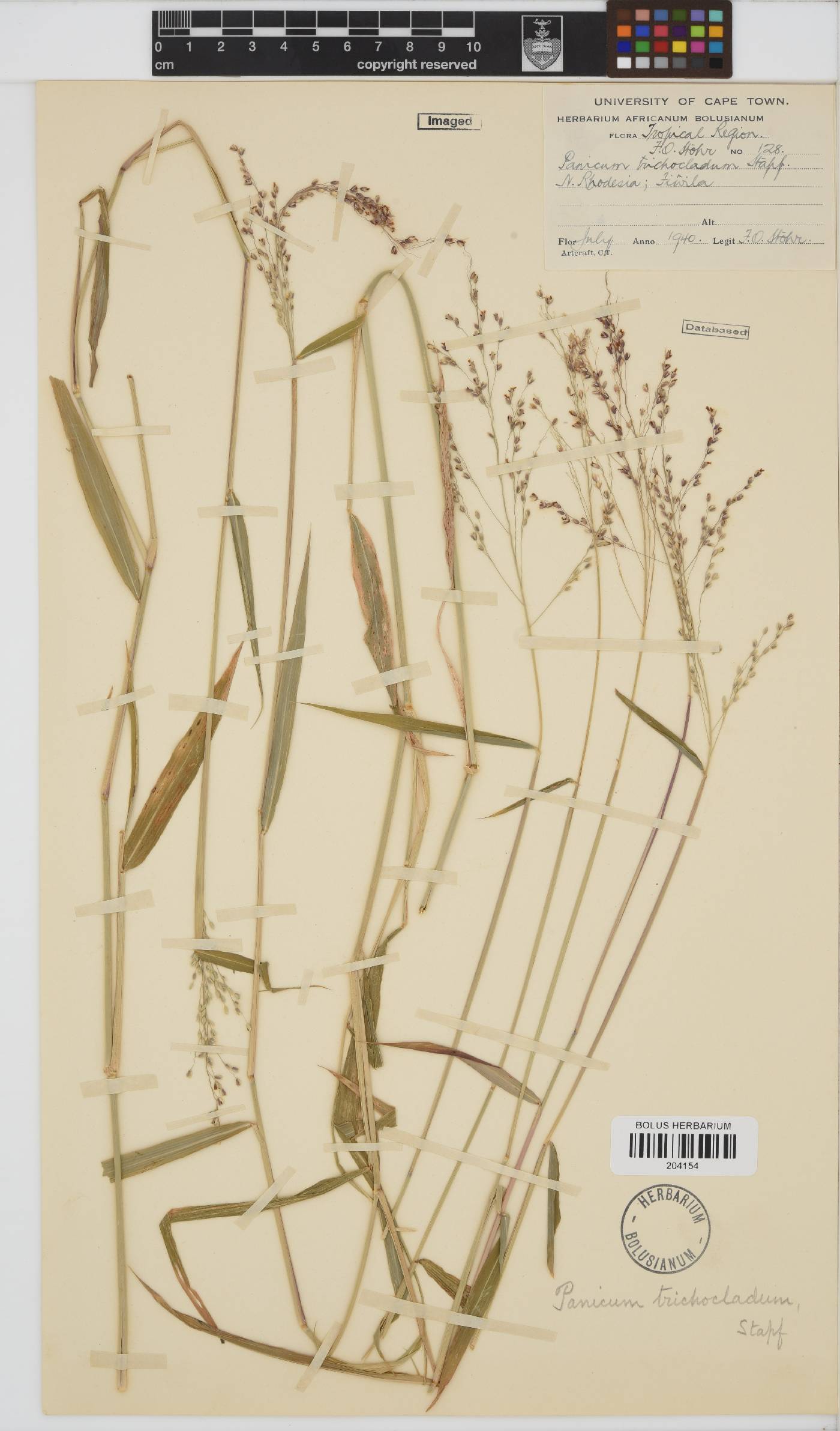 Panicum trichocladum image