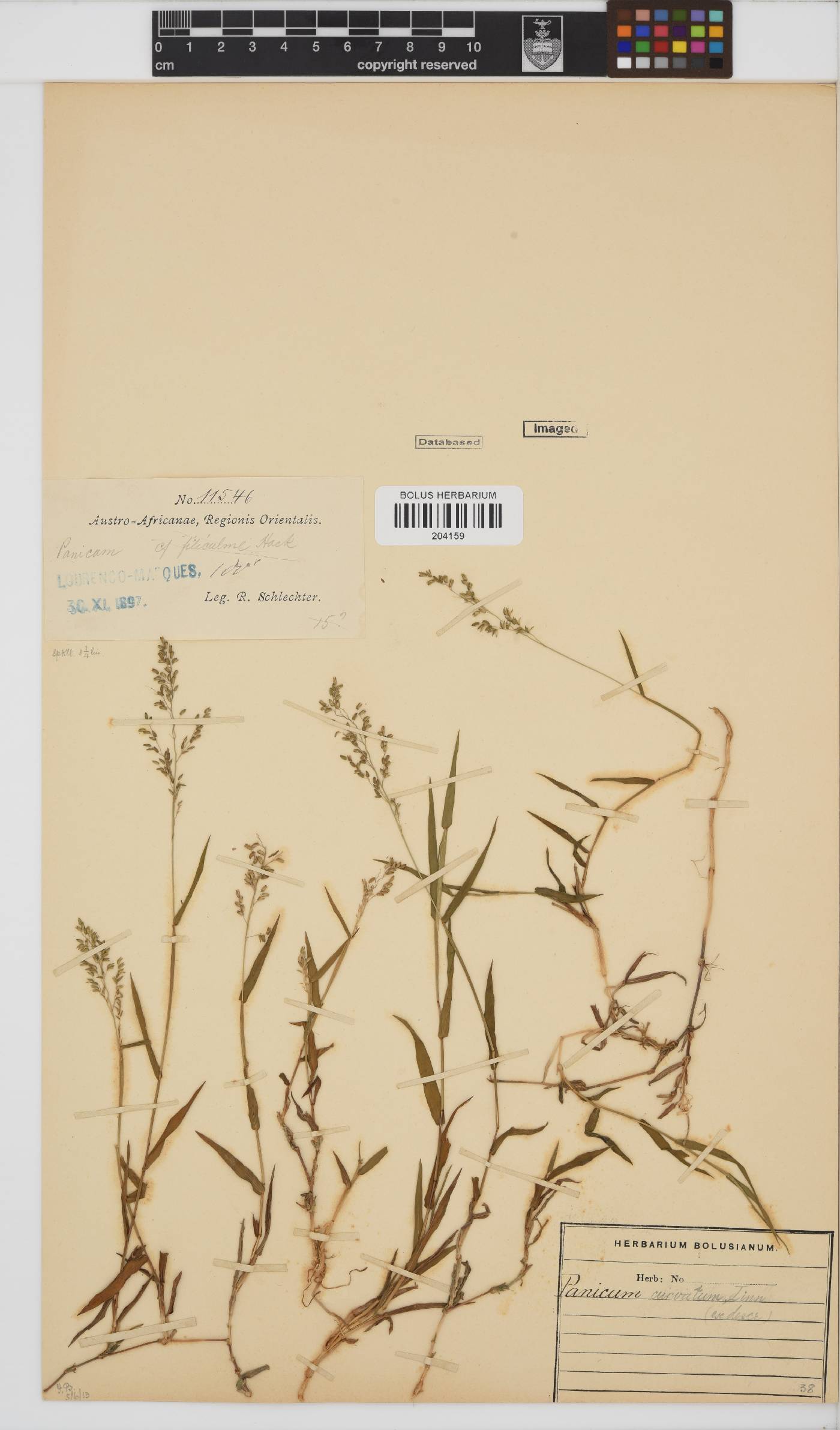 Sacciolepis curvata image