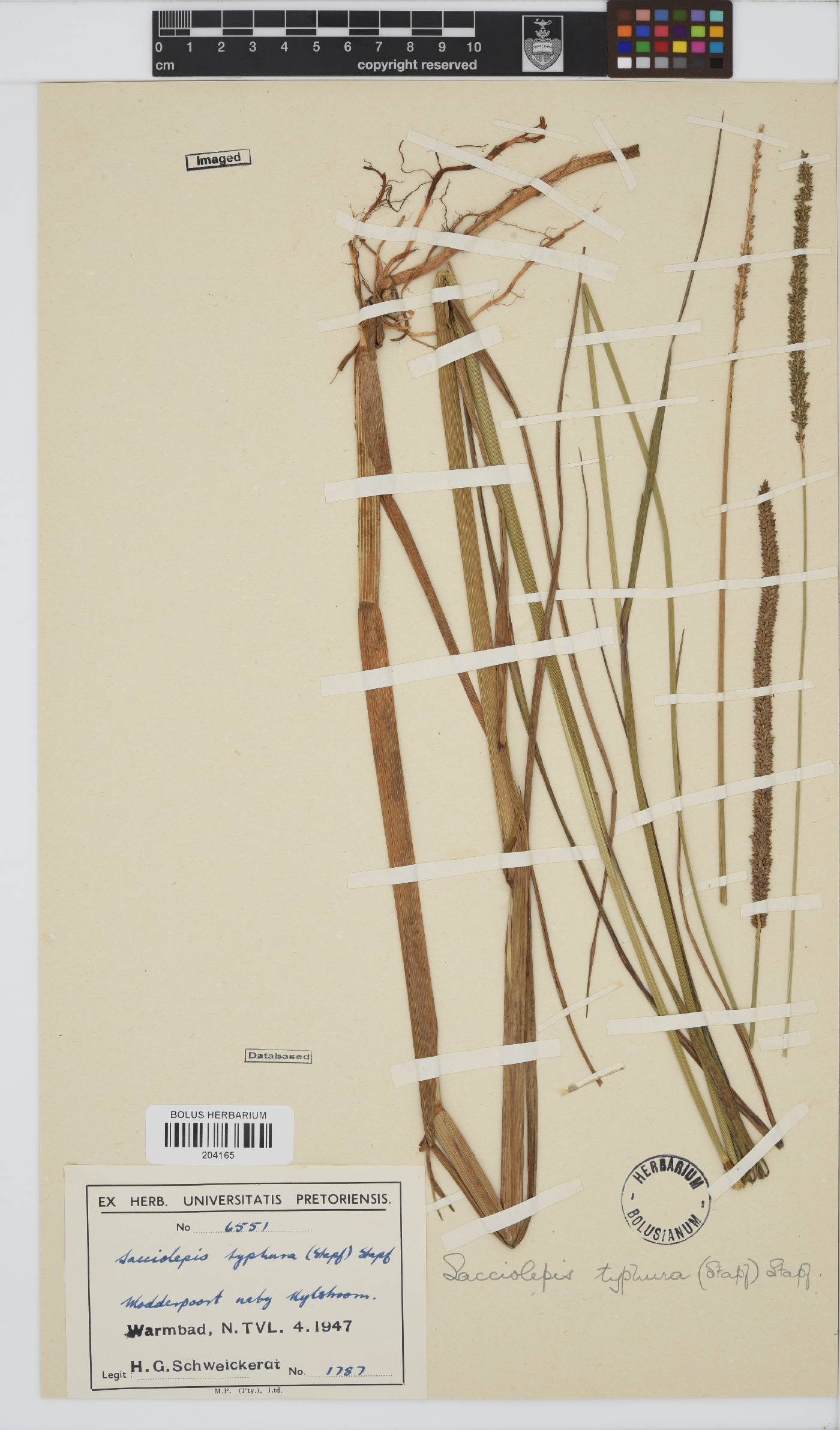 Sacciolepis typhura image