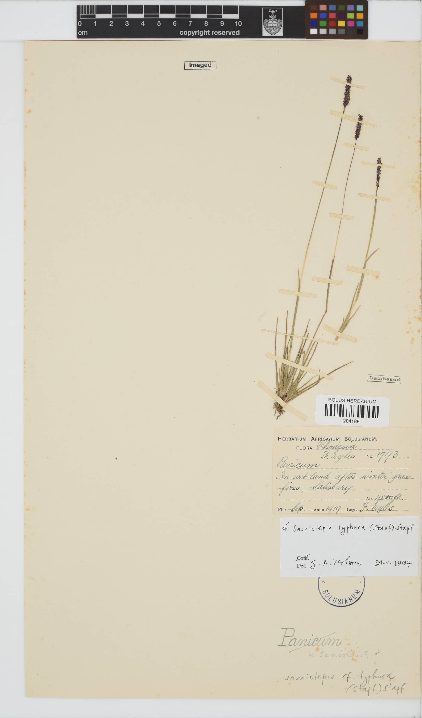 Sacciolepis typhura image