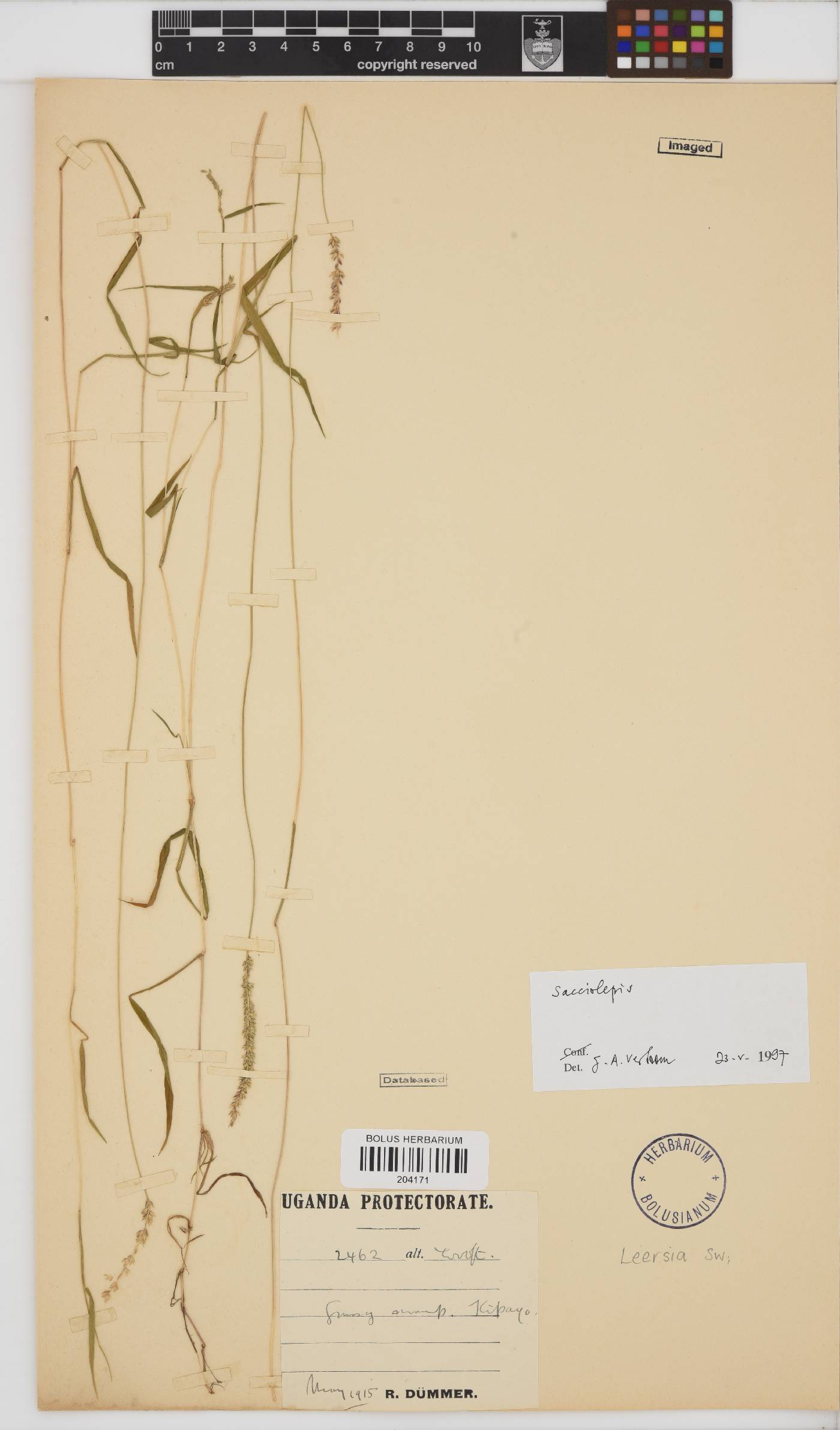 Sacciolepis image