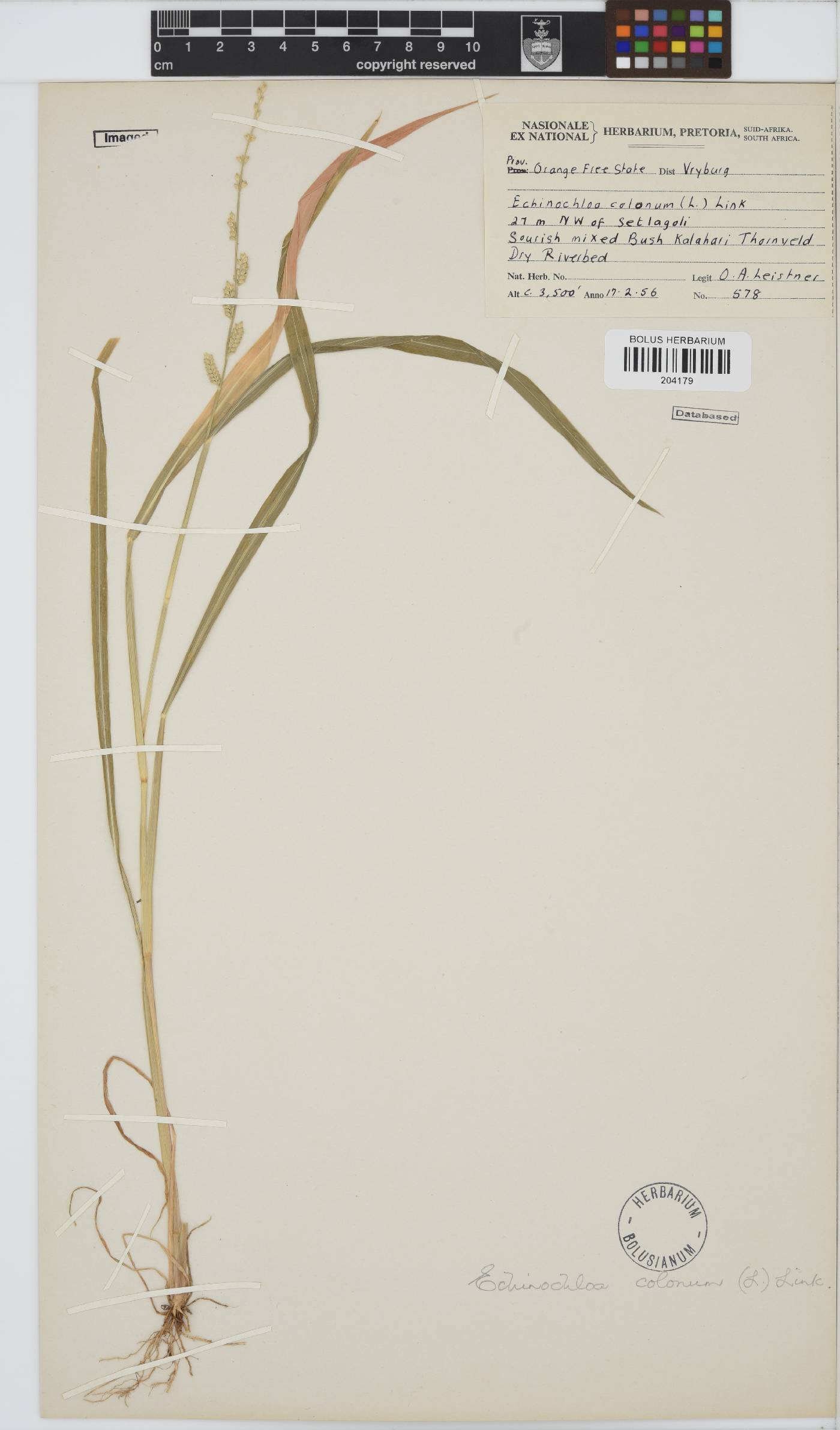 Echinochloa colona image