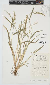 Echinochloa colona image