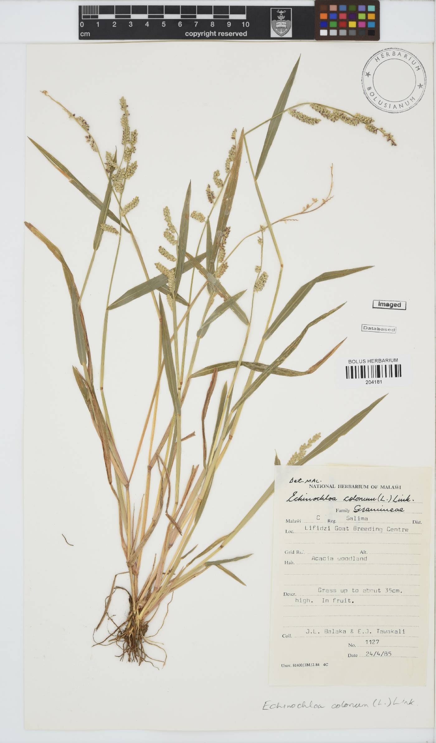 Echinochloa colona image