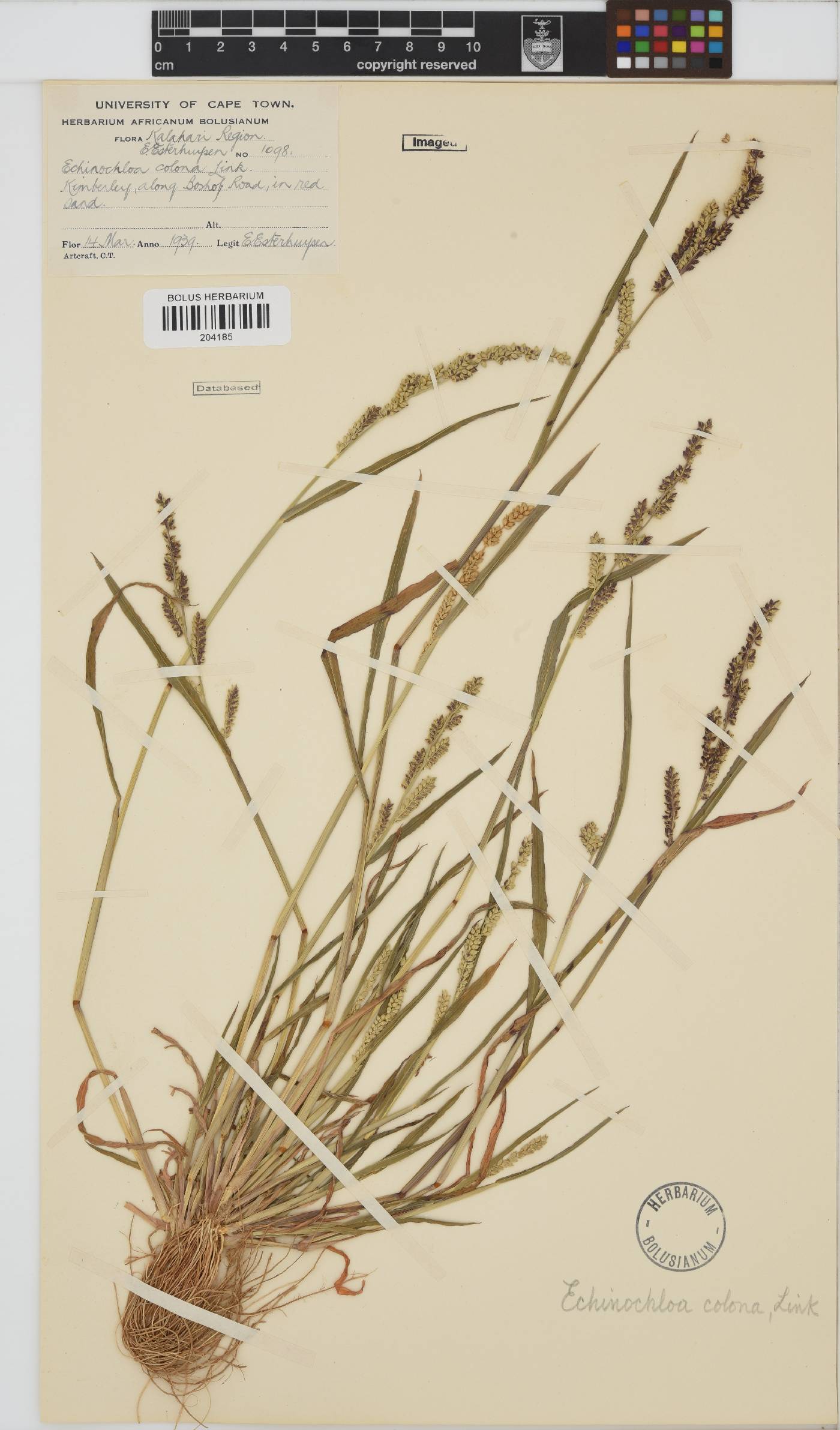 Echinochloa colona image