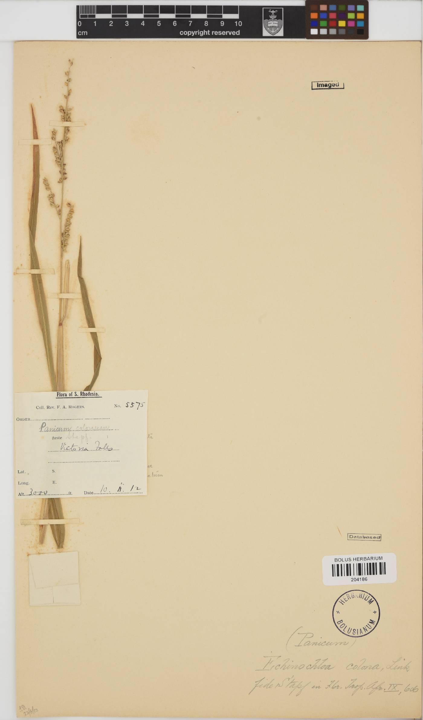 Echinochloa colona image