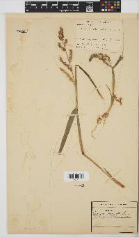 Echinochloa crus-galli image