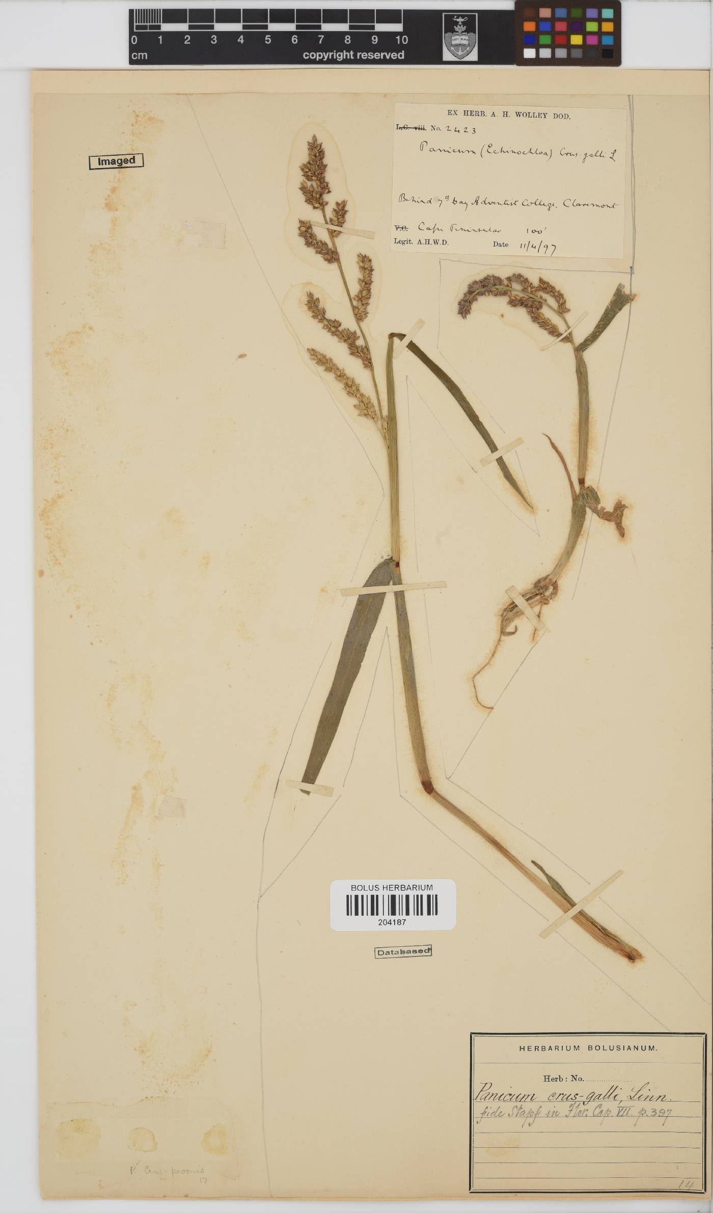 Echinochloa crus-galli image