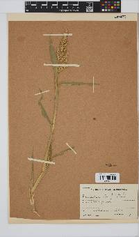 Echinochloa crus-galli image