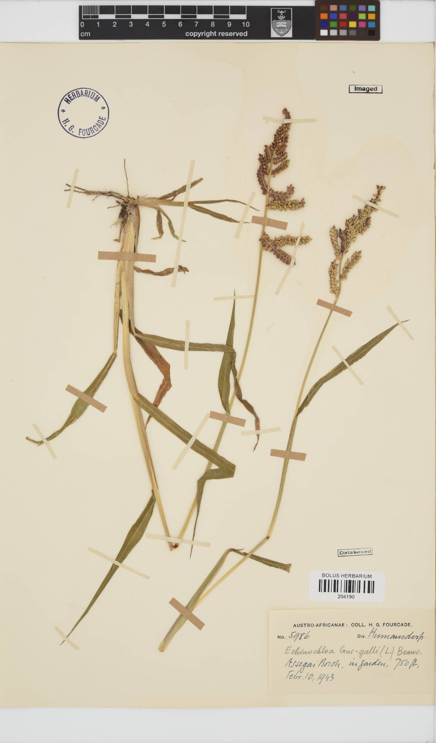 Echinochloa image
