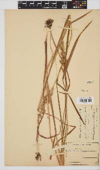 Echinochloa crus-galli image