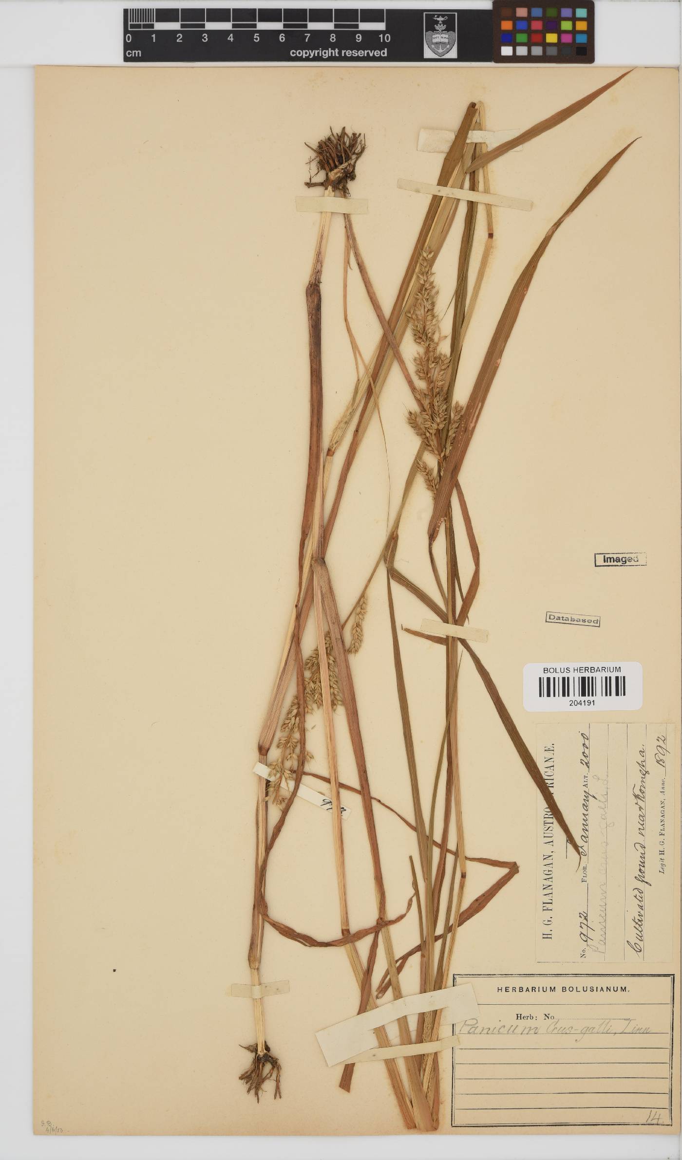 Echinochloa crus-galli image