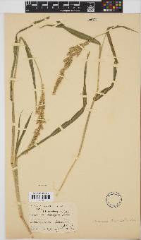 Echinochloa crus-galli image