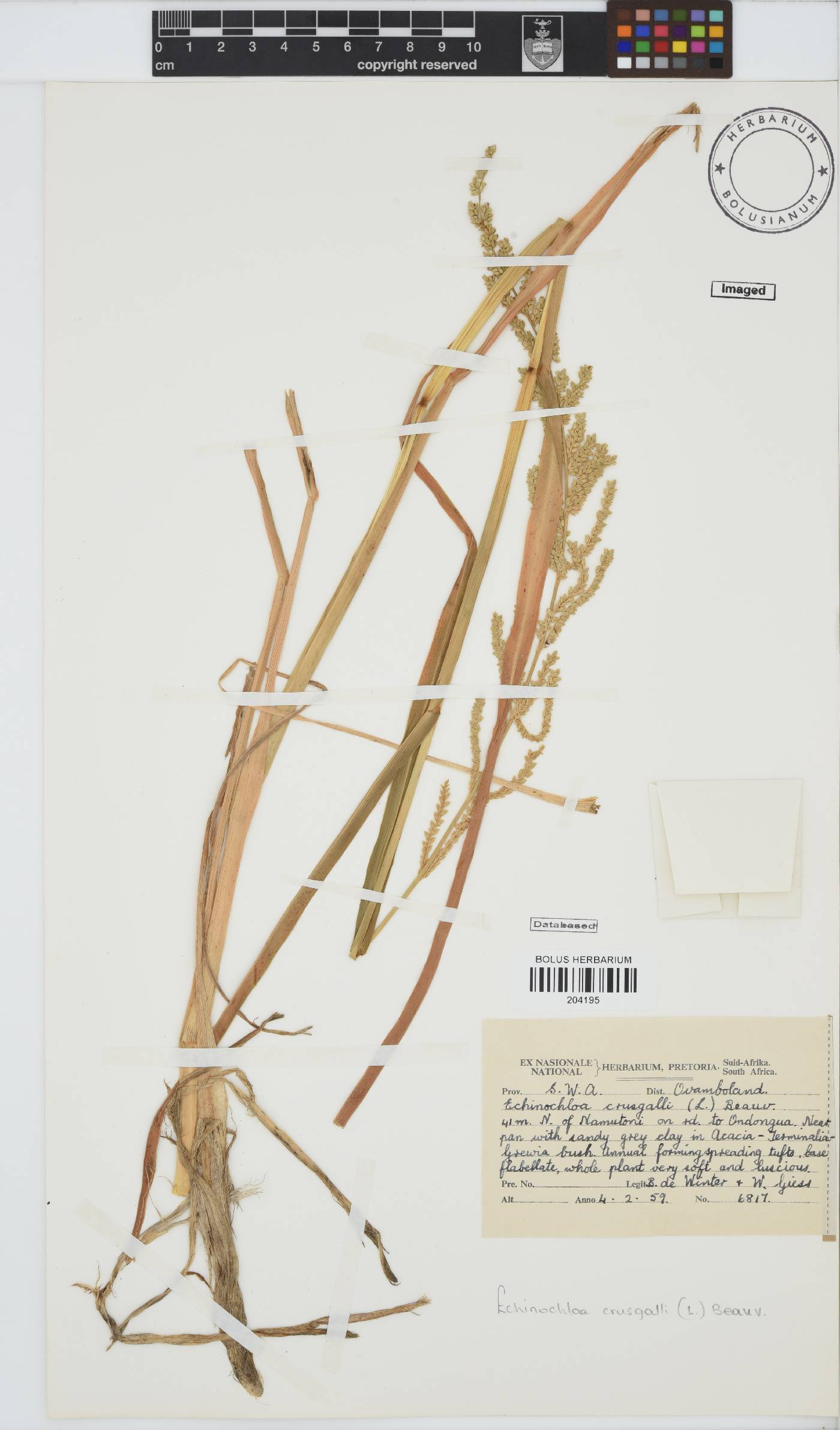 Echinochloa crus-galli image