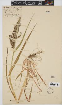 Echinochloa crus-galli image