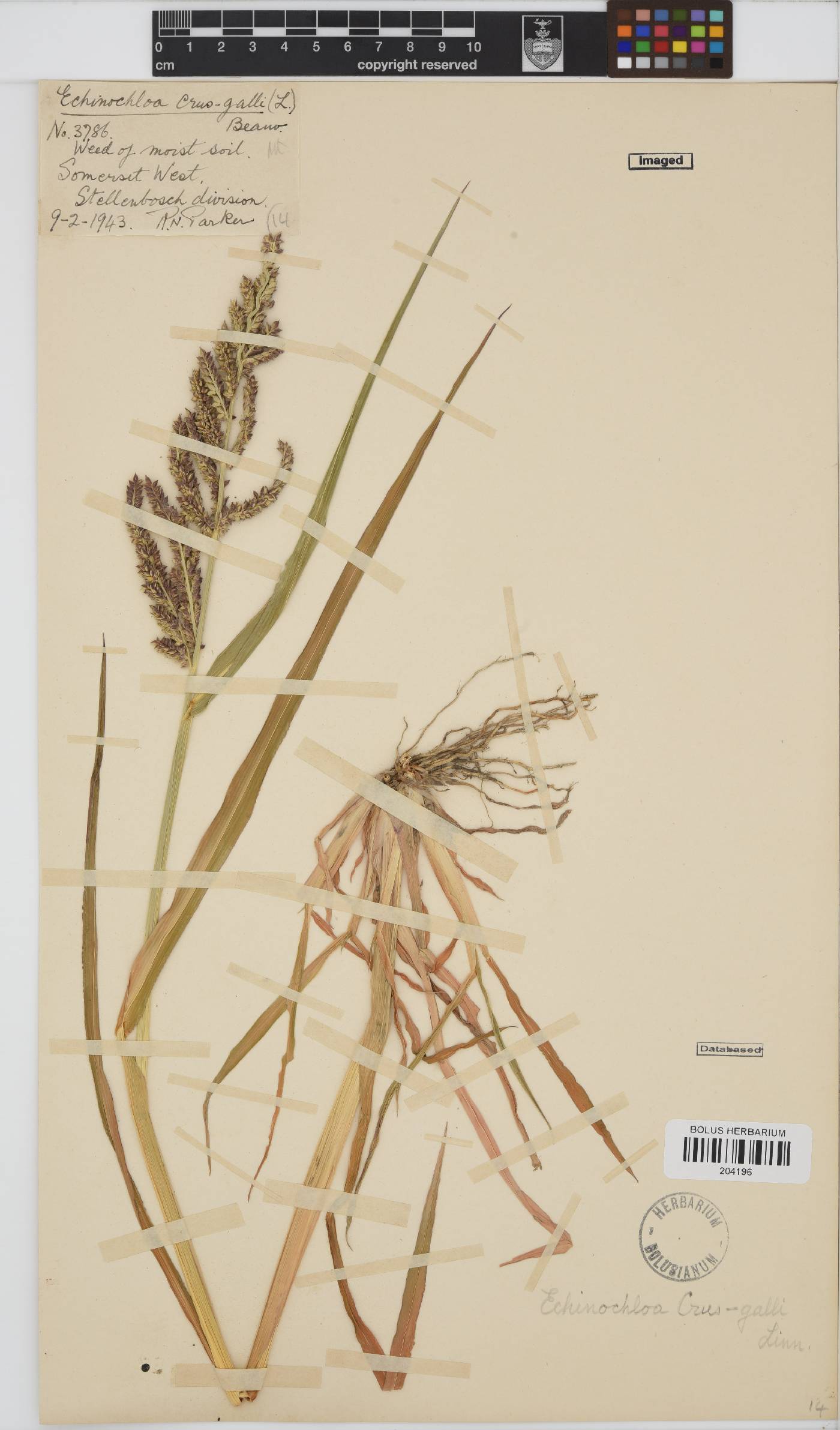 Echinochloa crus-galli image