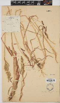 Echinochloa crus-galli image