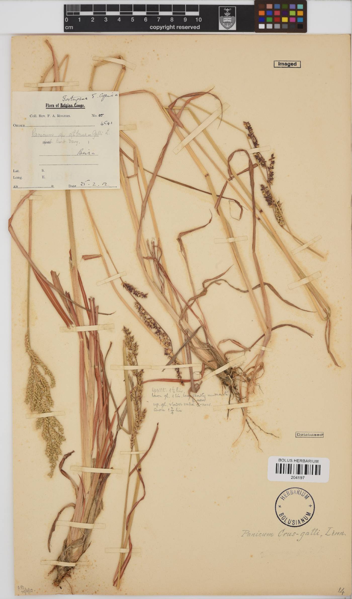 Echinochloa crus-galli image