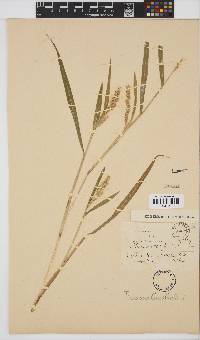 Echinochloa crus-galli image