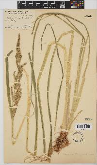 Echinochloa crus-galli image