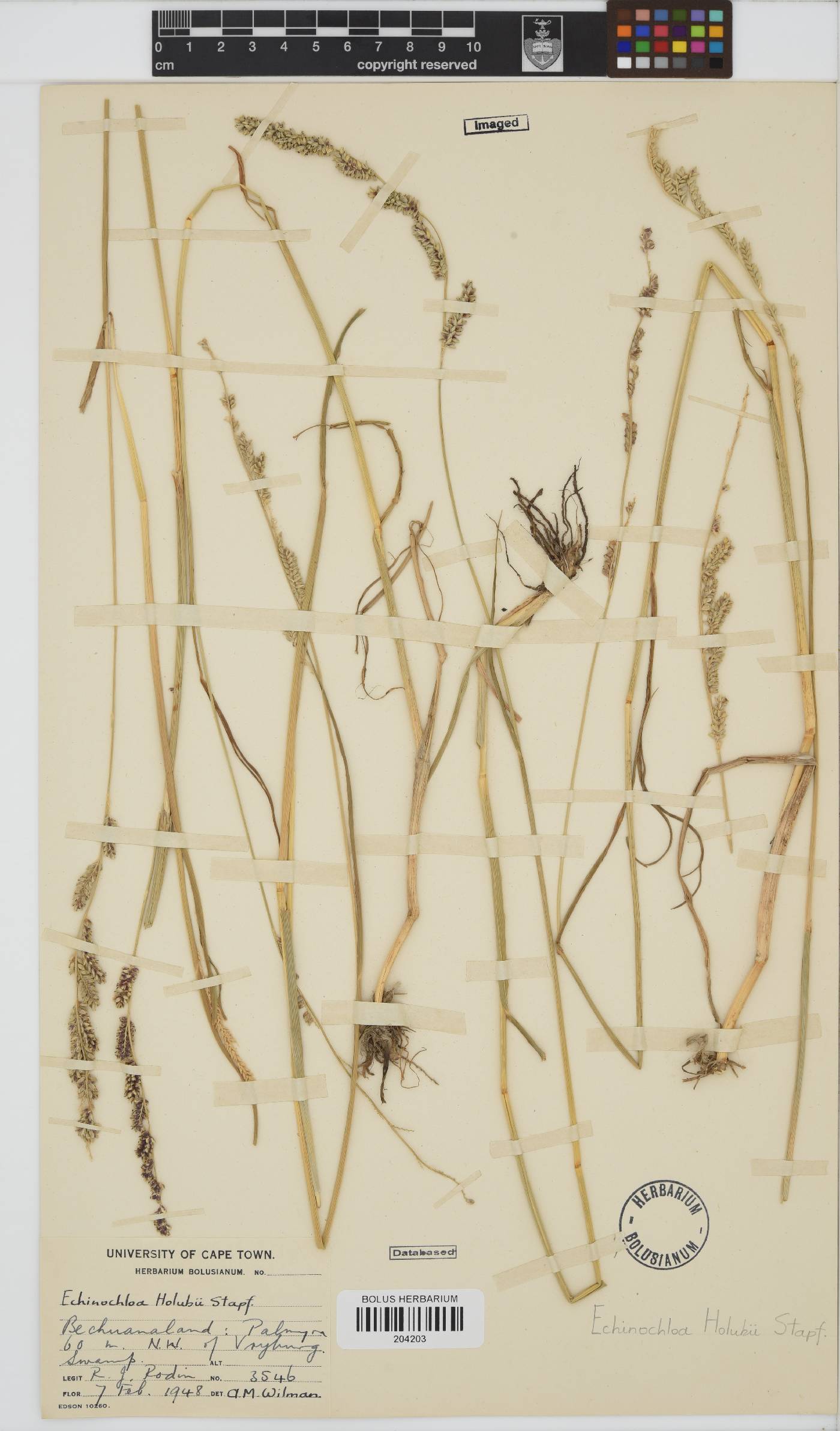 Echinochloa holubii image