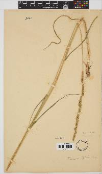 Echinochloa holubii image